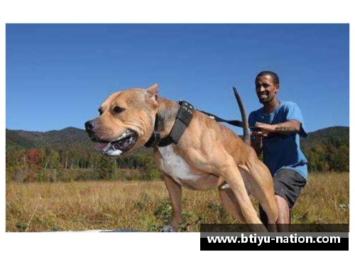 B体育一种能轻松战胜比特犬的犬种，却成为外国人的宠物，网友们纷纷惊叹不已 - 副本